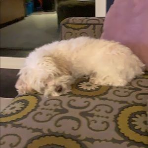 Meet your Posher, Sasha